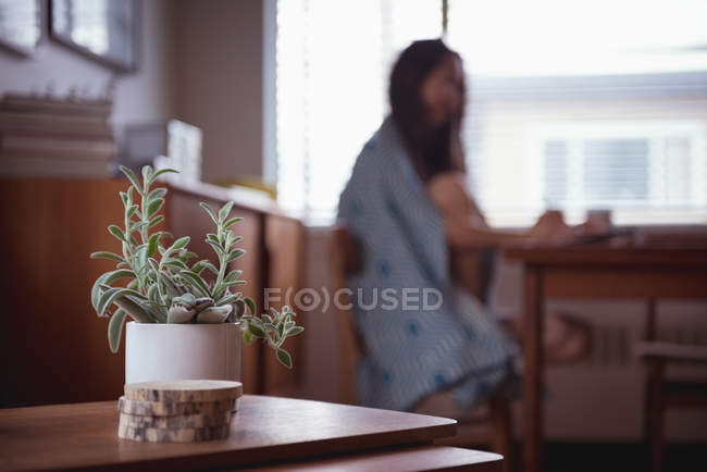 Planta de maceta mantenida en la mesa en la sala de estar en casa - foto de stock