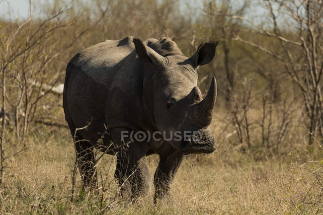 Rinoceronte en el parque de safari en un día soleado - foto de stock
