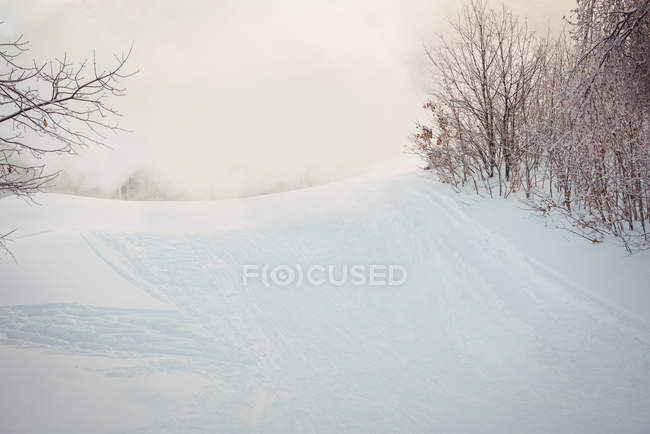 Bare trees on snow covered landscape during winter — Stock Photo