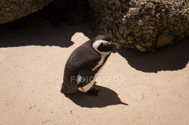 High angle view of penguin at beach on a sunny day — Stock Photo