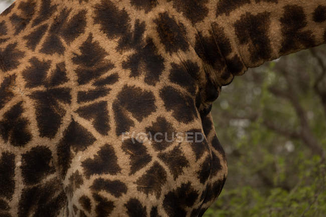 Close-up de girafa no parque de safári — Fotografia de Stock