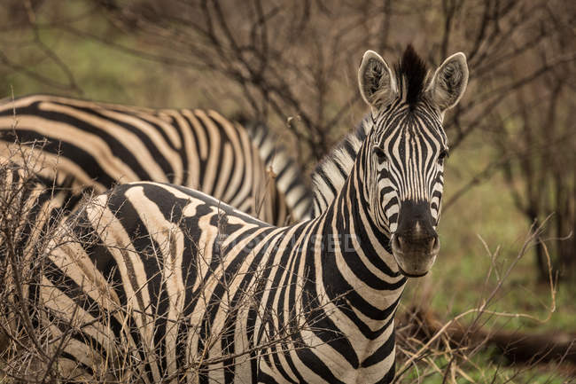 Крупним планом зебра в сафарі-парку — стокове фото