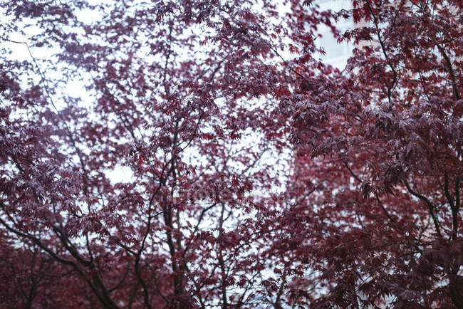 Árvores de outono rosa em um dia ensolarado — Fotografia de Stock