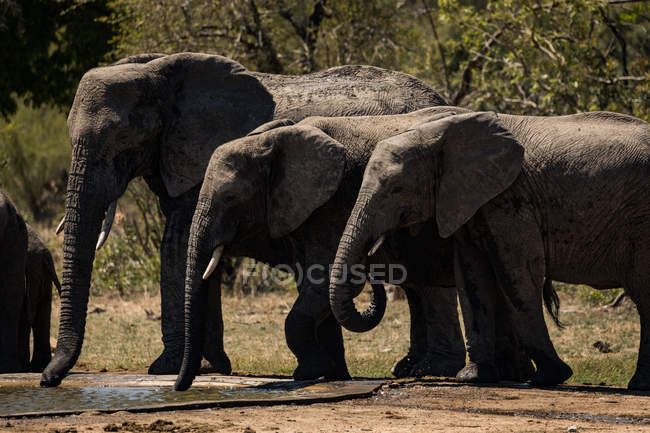 Herd of elephants drinking water from huddle in safari grassland on a sunny day — Stock Photo