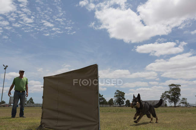 Тренер тренирует пастушью собаку в поле в солнечный день — стоковое фото