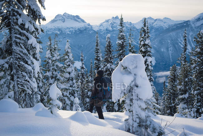 Rückansicht einer Frau, die auf einer schneebedeckten Landschaft im Kiefernwald spaziert — Stockfoto