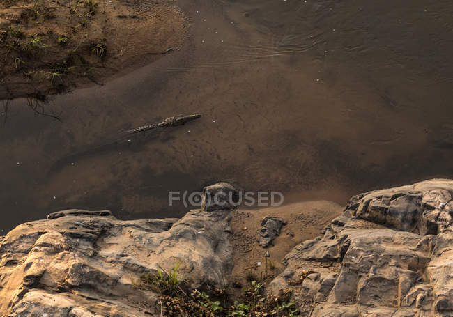 Vue en angle élevé du crocodile dans la rivière par une journée ensoleillée — Photo de stock