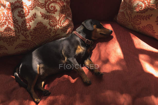 Високий кут зору собаки спить на дивані вдома — стокове фото