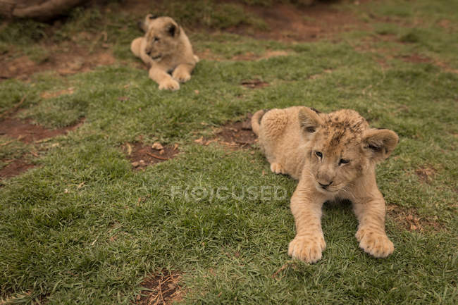 Löwenjungen entspannen sich auf Gras im Safaripark — Stockfoto