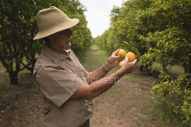 Фермер держит апельсиновые фрукты на ферме — стоковое фото