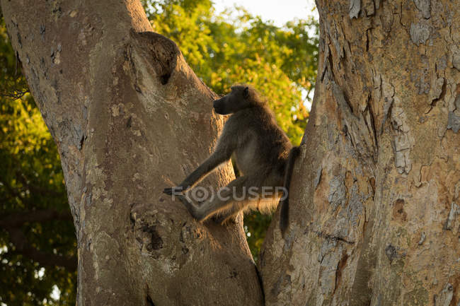 Affe sitzt auf Baum im Safaripark — Stockfoto