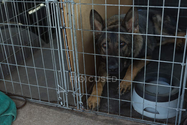 Schäferhund sitzt im Käfig auf dem Hof — Stockfoto
