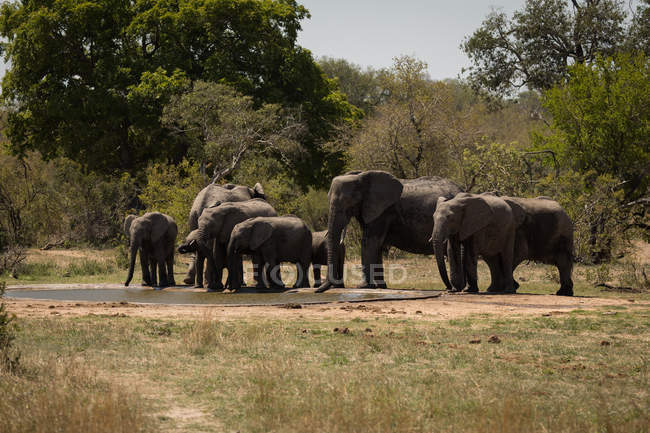 Herd of elephants drinking water from huddle in safari grassland on a sunny day — Stock Photo