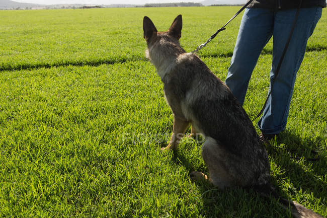 Vista posteriore del cane pastore vigile seduto nel campo con il suo proprietario — Foto stock