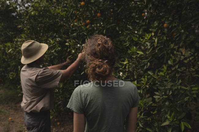 Agricultores mirando naranjos en la granja - foto de stock