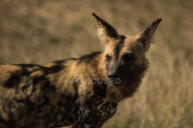 Close-up de cão selvagem africano em pastagens em um dia ensolarado — Fotografia de Stock