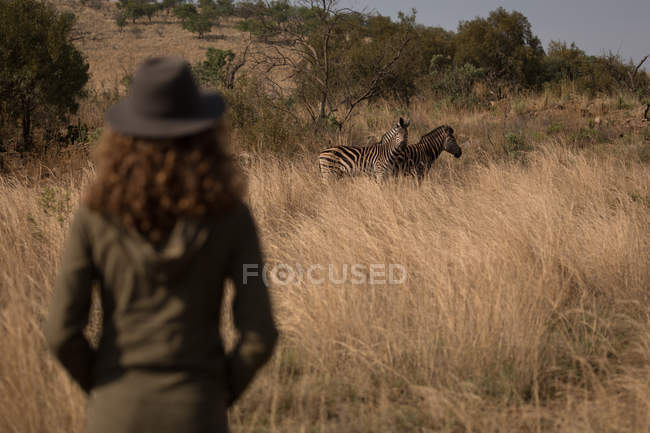 Vista trasera de la mujer mirando cebras en el parque de safari - foto de stock