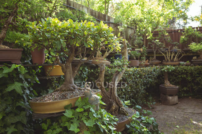 Varie piante in vaso sul tavolo di legno — Foto stock