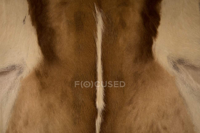 Gros plan sur la partie du corps d'un animal dans le parc safari — Photo de stock