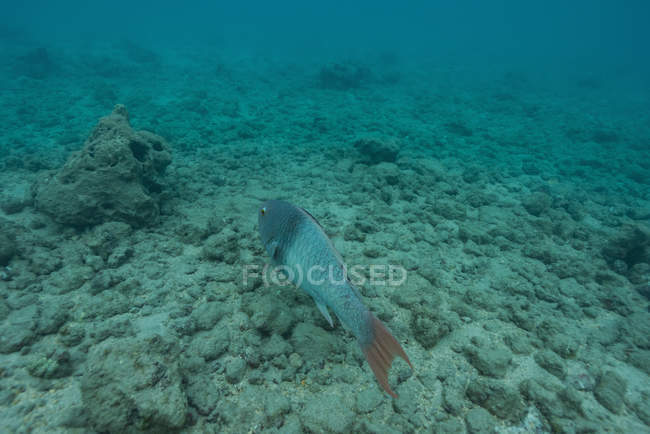 Poissons marins nageant par récif corallien sous-marin — Photo de stock