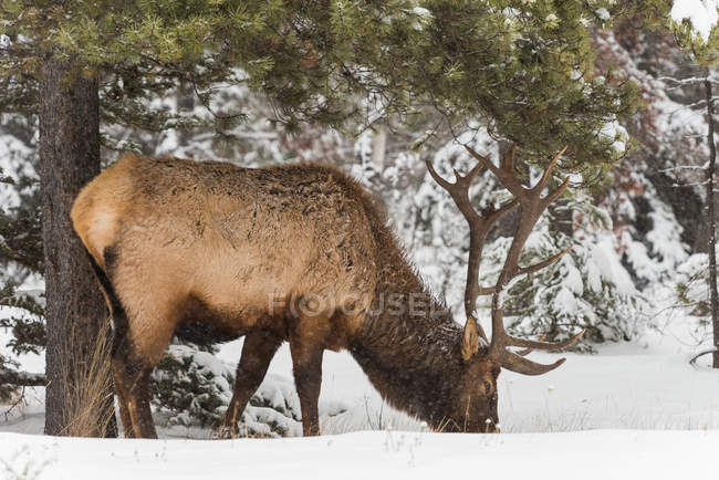 Ciervo salvaje pastando en el bosque nevado durante el invierno - foto de stock