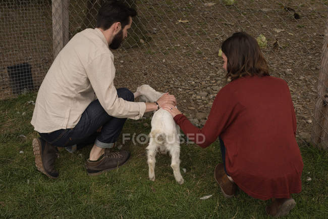 Пара годує козла на ранчо — стокове фото