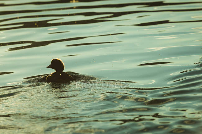 Anatra nuotare in un lago al crepuscolo — Foto stock