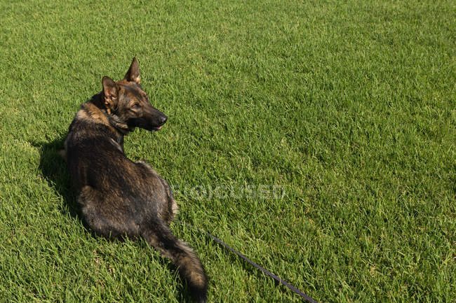 Primer plano del perro pastor vigilante sentado en la granja - foto de stock