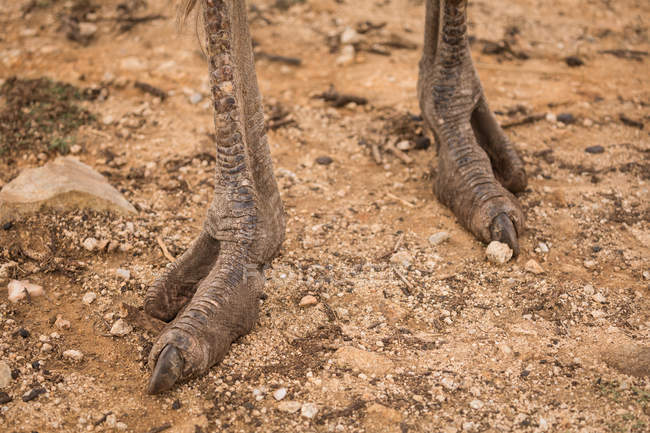 Primer plano de las patas de avestruz en el safari park - foto de stock