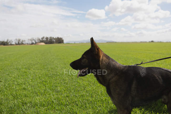 Cão pastor vigilante em pé nos campos em um dia ensolarado — Fotografia de Stock
