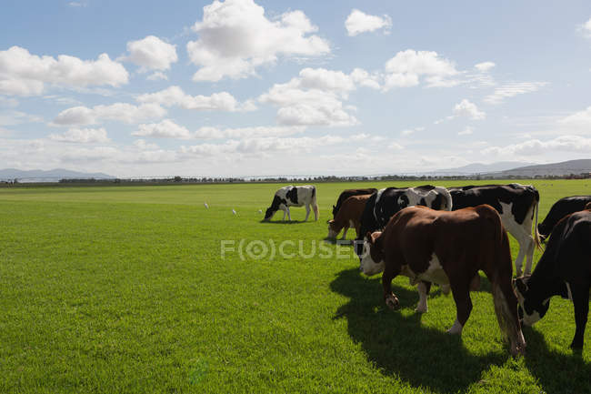Ganado pastando en la granja en un día soleado - foto de stock