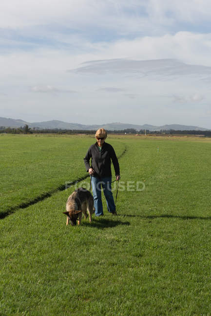Женщина, гуляющая с пастушьей собакой в поле в солнечный день — стоковое фото