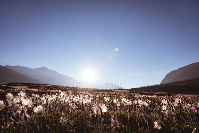 Blumenfeld auf dem Land an einem sonnigen Tag — Stockfoto