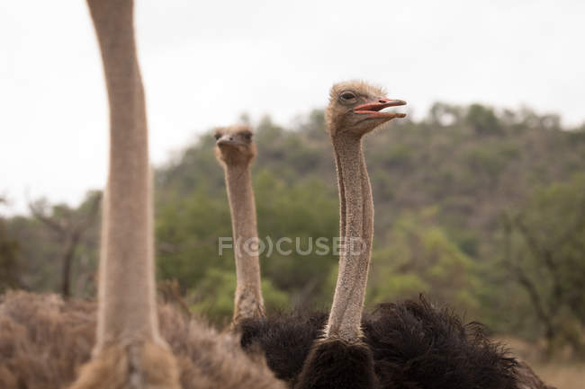 Avestruzes no parque de safári em um dia ensolarado — Fotografia de Stock