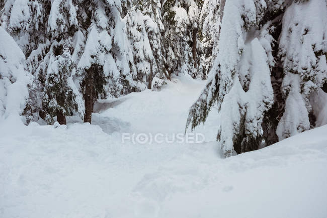 Forêt de pins couverte de neige en hiver — Photo de stock