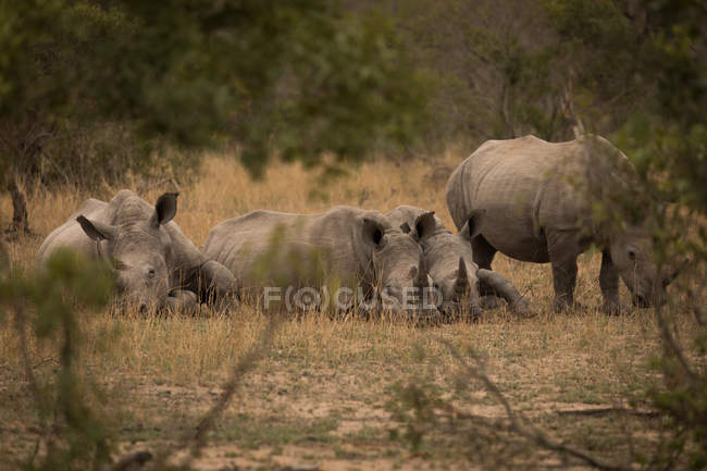 Queda de rinocerontes no parque de safári em um dia ensolarado — Fotografia de Stock