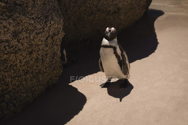 Pinguino in spiaggia in una giornata di sole — Foto stock