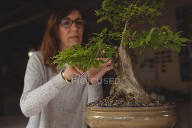 Attentive woman checking plant — Stock Photo