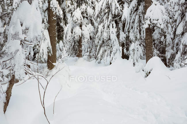 Floresta de pinheiros coberta de neve durante o inverno — Fotografia de Stock