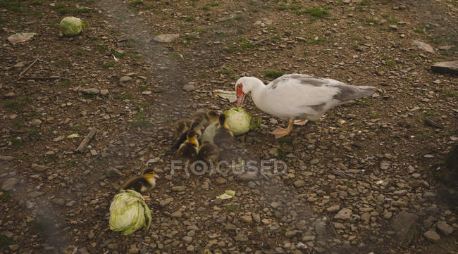 Duck and ducklings eating cabbage in ranch — Stock Photo