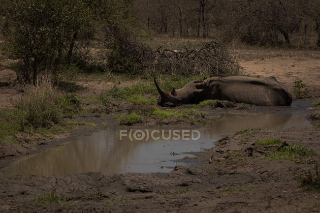 Rinoceronte relaxante perto de amontoar no parque de safári — Fotografia de Stock