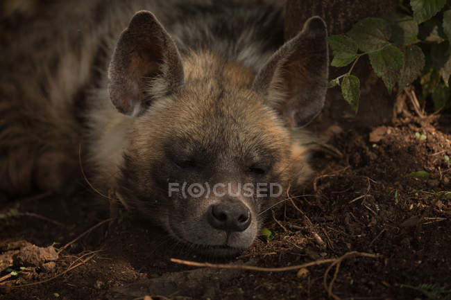 Nahaufnahme eines afrikanischen Wildhundes beim Entspannen im Safaripark — Stockfoto