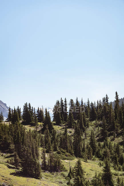 Arbres verts sur les collines par une journée ensoleillée — Photo de stock