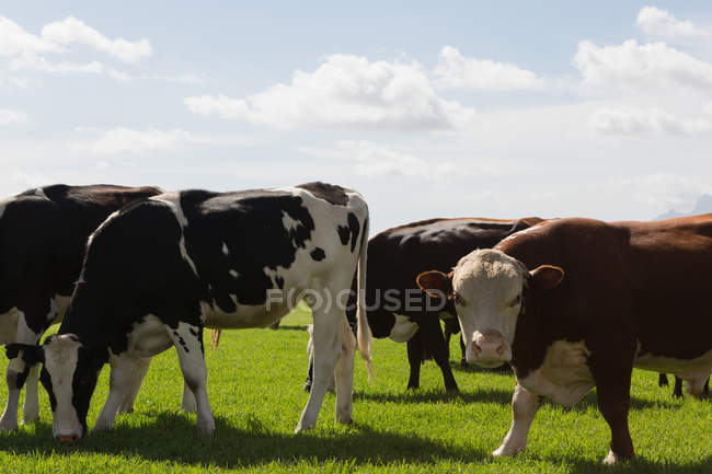 Close-up of cattle grazing in the farm on a sunny day — Stock Photo