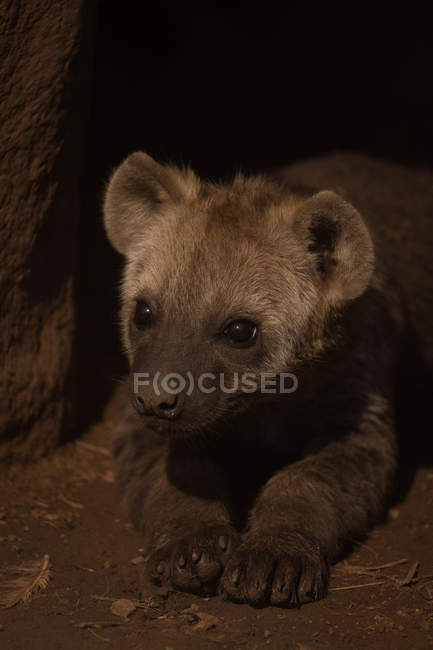 Primo piano di bambino iena rilassante al safari park — Foto stock