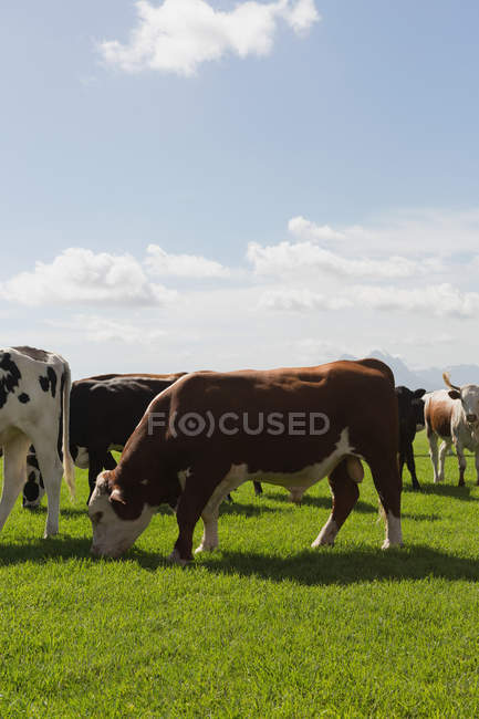 Крупним планом випасання великої рогатої худоби на фермі в сонячний день — стокове фото