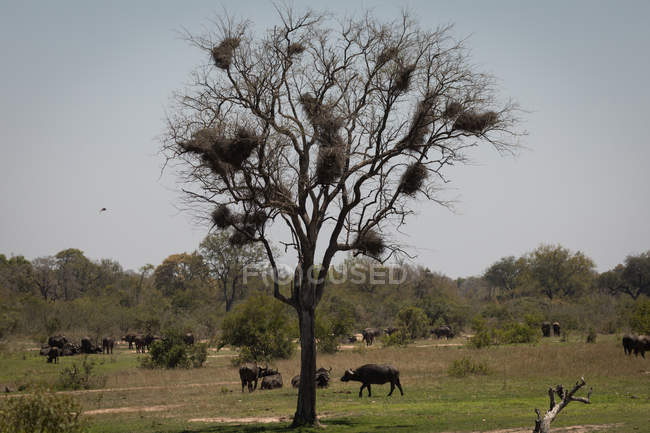 Дикі буйволи в парку сафарі в сонячний день — стокове фото