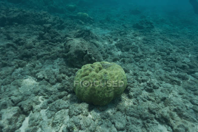 Korallenpolyp auf felsigem Meeresboden unter Wasser — Stockfoto