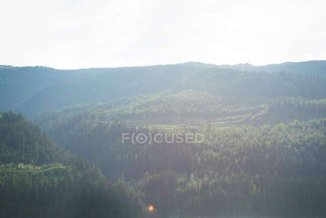 Зелений ліс і гори в сонячний день — стокове фото