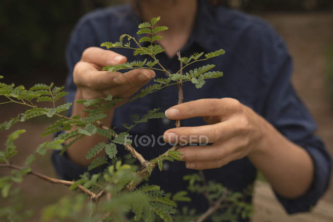 Жінка перевіряє рослину в саду — стокове фото